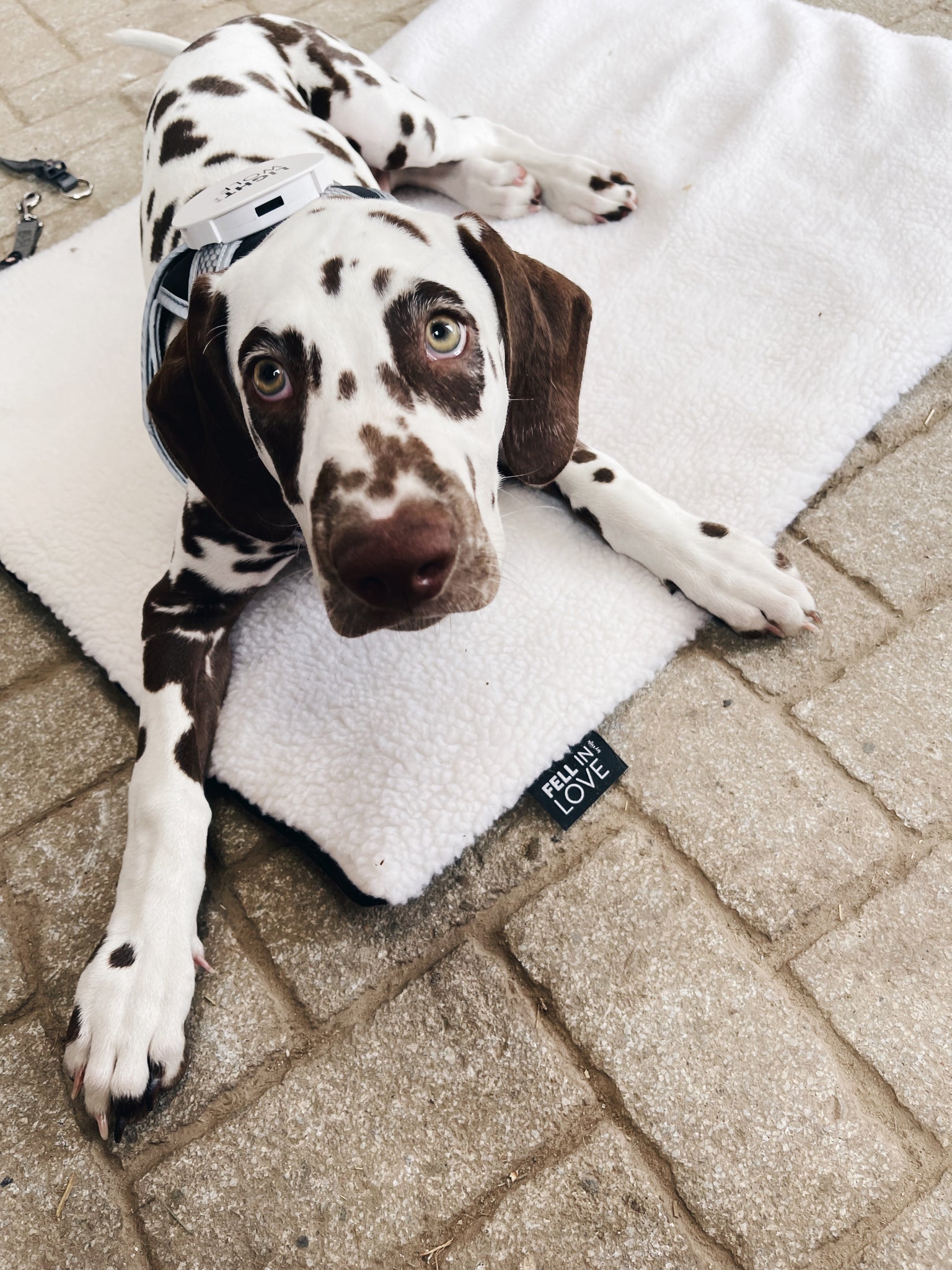 Die 4 besten selbstheizenden Decken für Hunde »