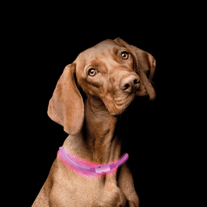 LED Halsband für Hunde pink