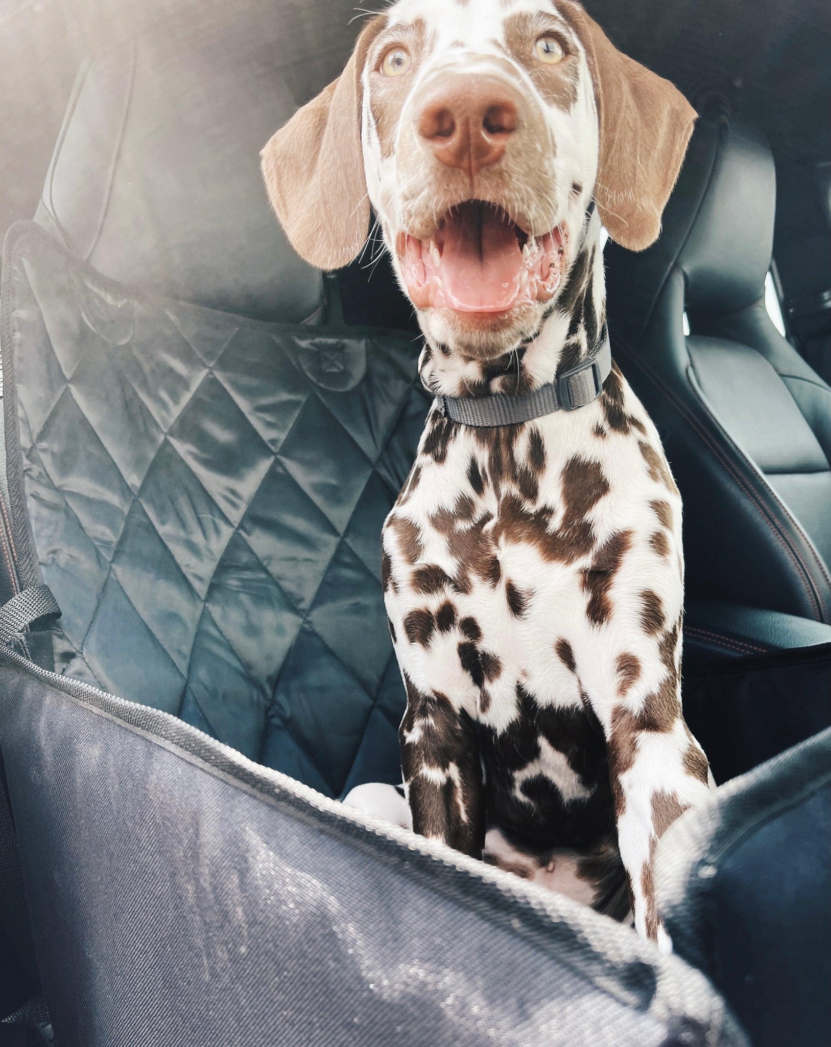 Hunde-Autositz aus schwarzem Öko-Leder mit Leoparden-Kunstfell