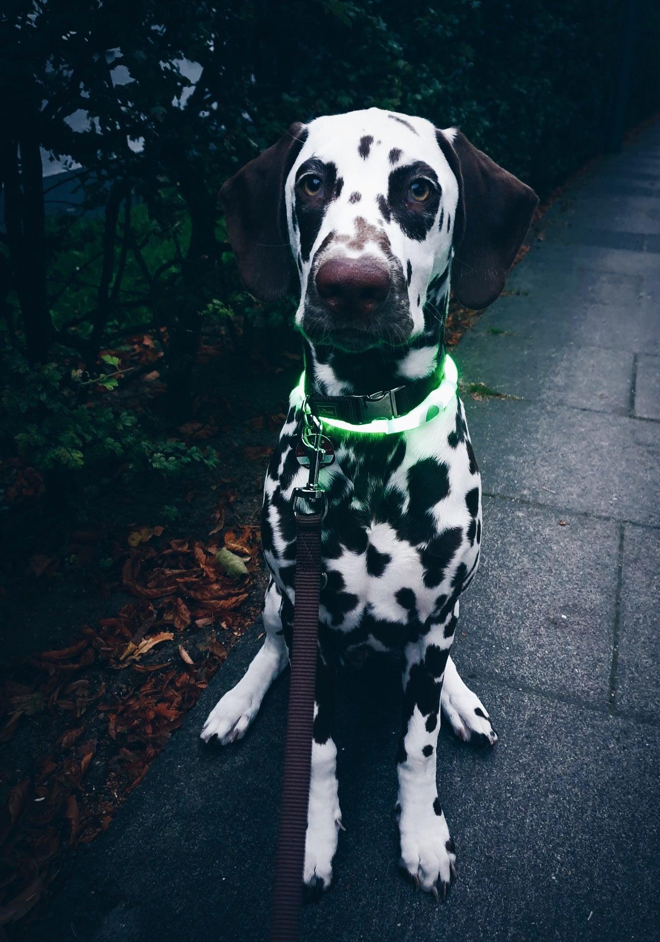 LED Halsband für Hunde