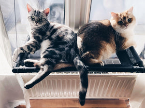 Fensterliege mit Katzen - Fellou